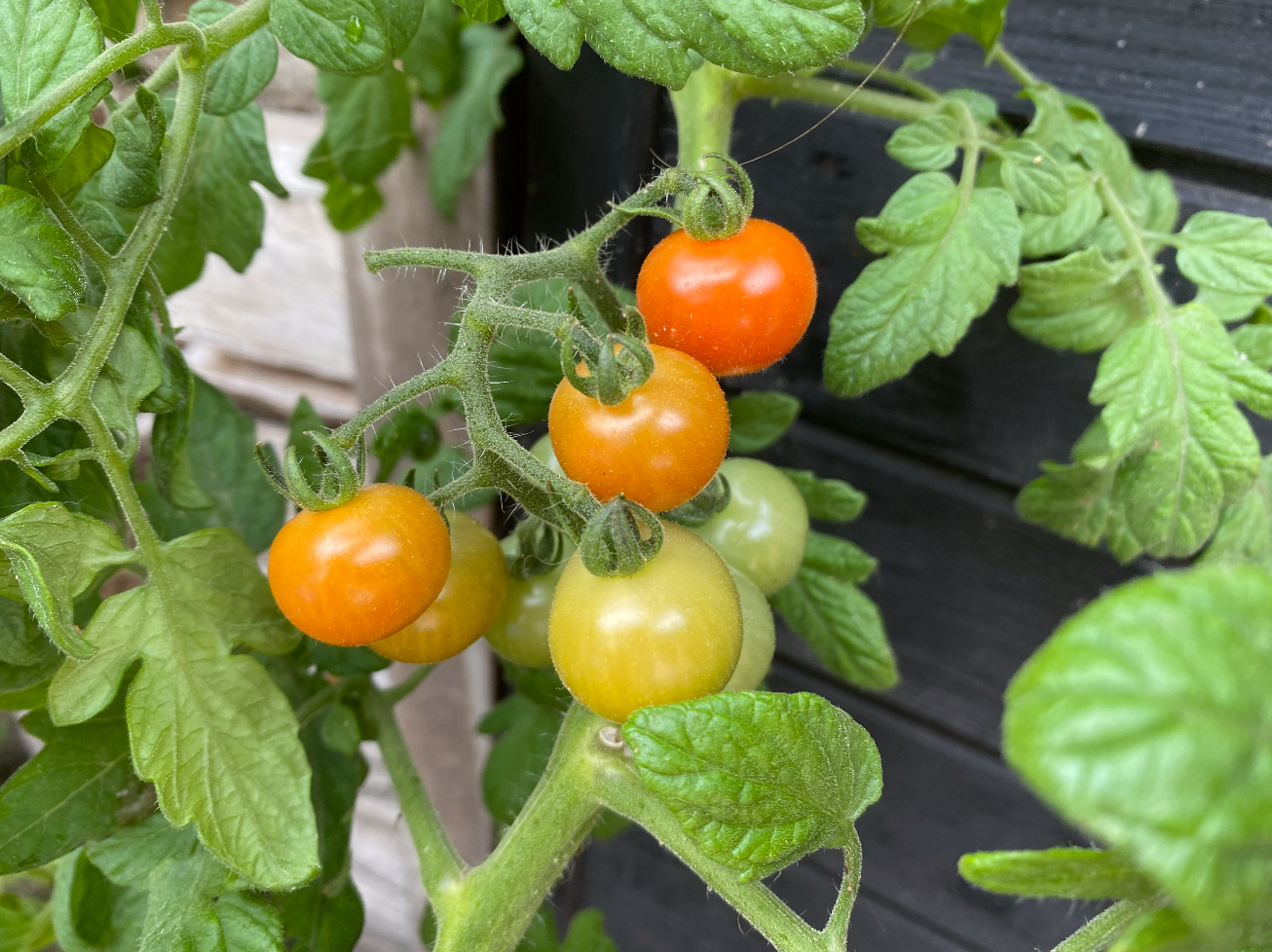 cherrytomaten kweken