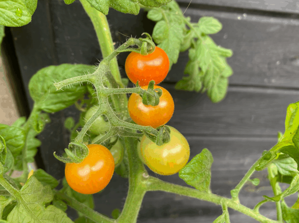 cherrytomaten kweken