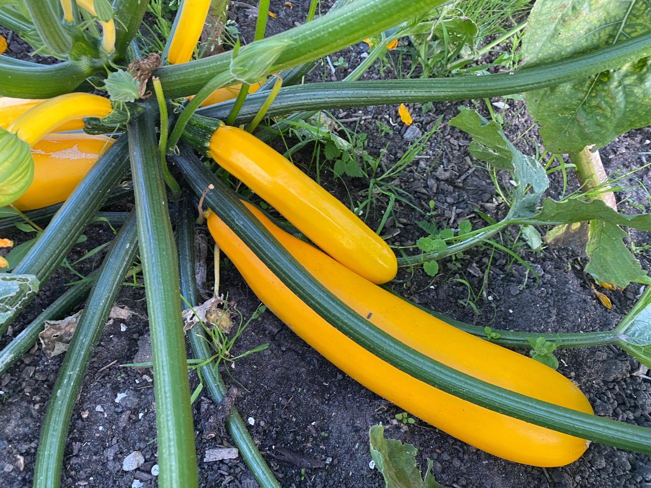 Courgette in de moestuin