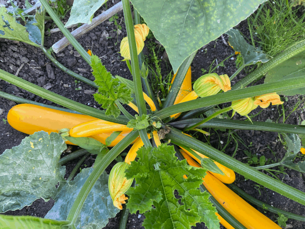 Courgette in de moestuin