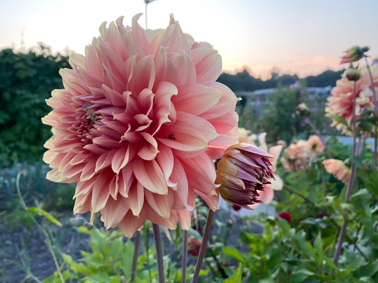 Dahlia in de moestuin