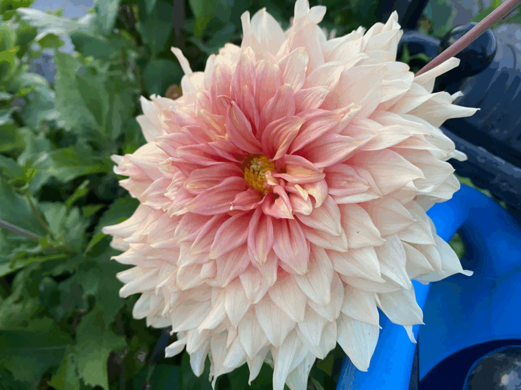 Dahlia in de moestuin