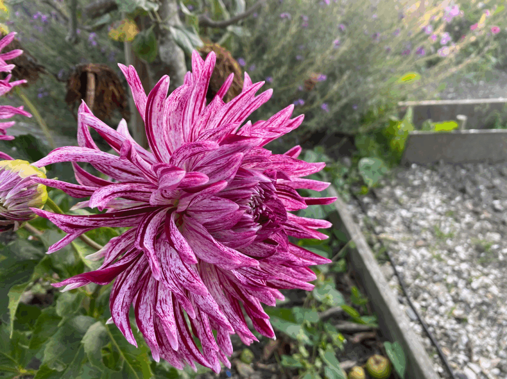 Dahlia planten kopen