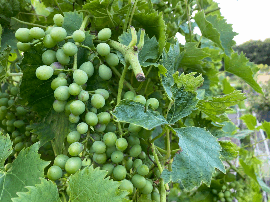 Druiven planten kopen