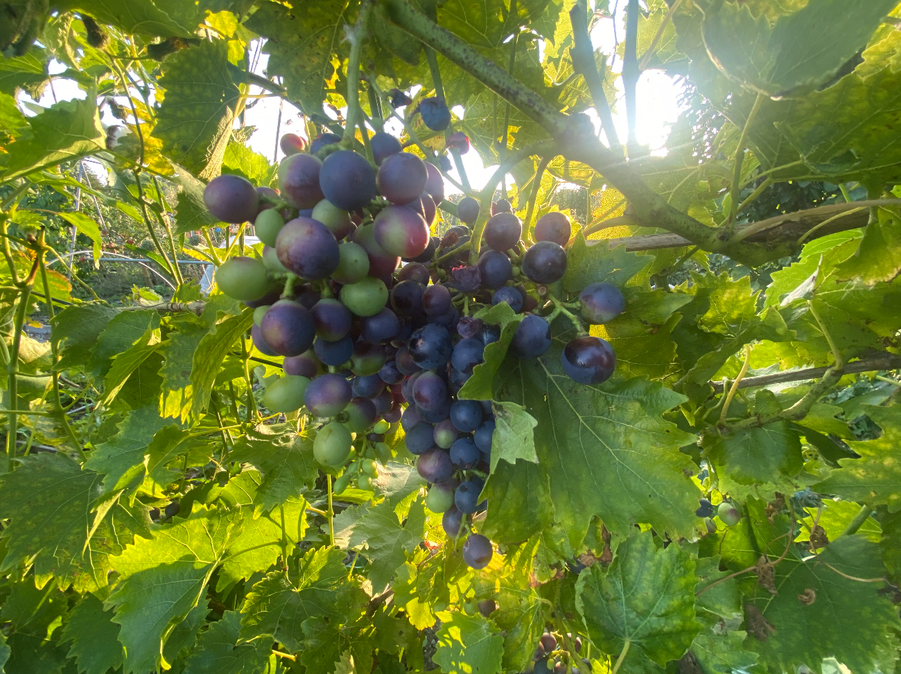 Druivenstruik bestellen