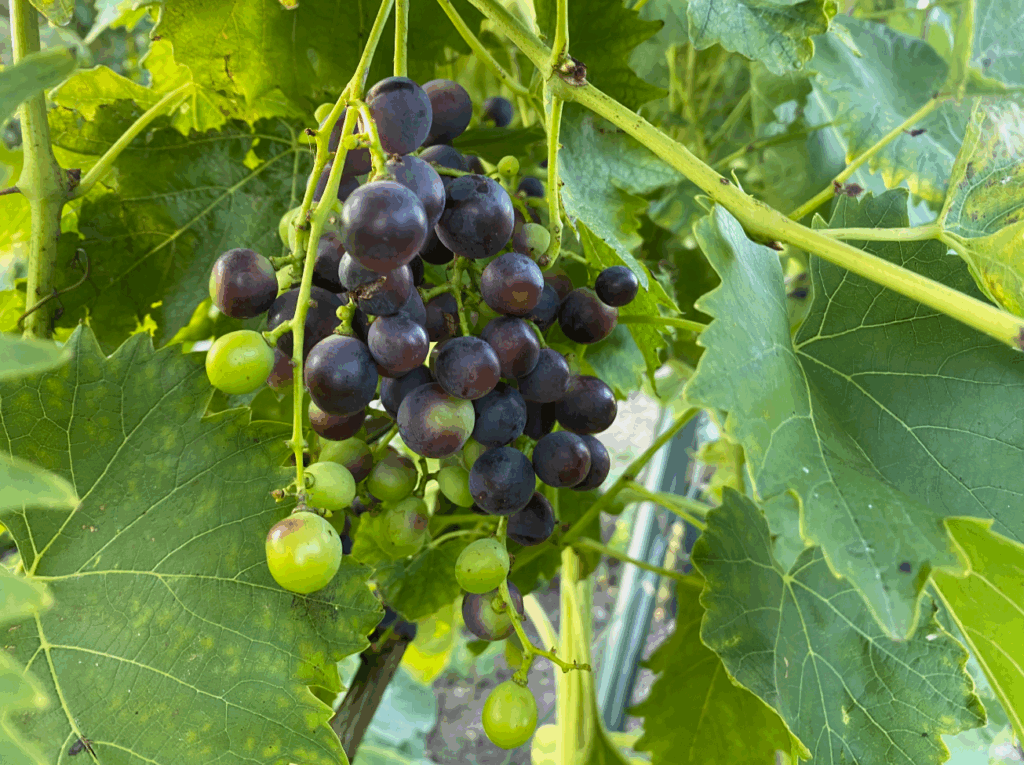 Druivenstruik bestellen