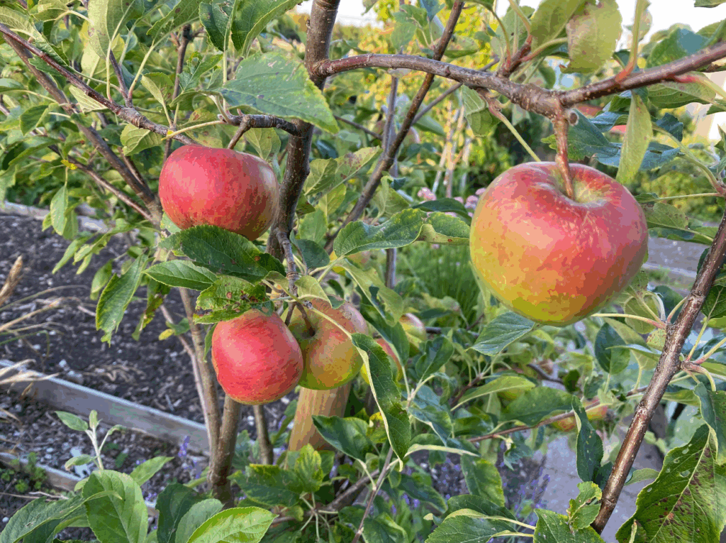 Elstar appelboom kopen