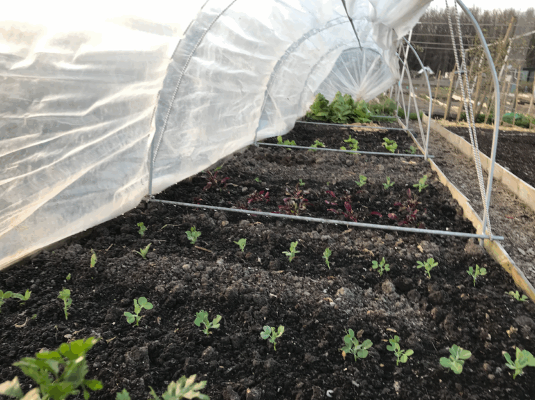 Erwten kweken in foliekas