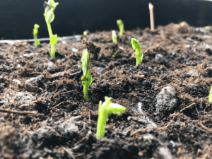 Erwten zaaien in september