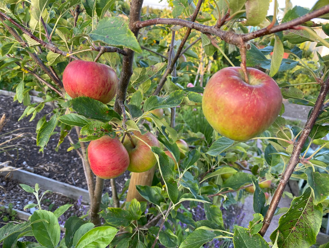 Fruitbomen kopen