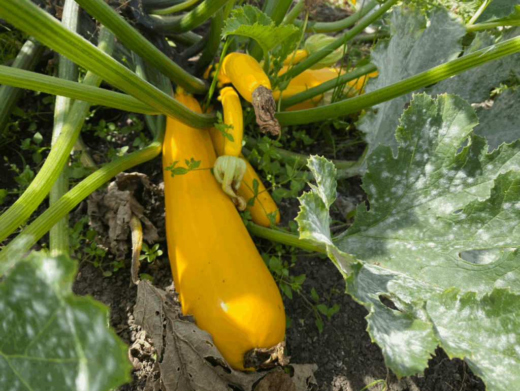 Gele courgette kweken