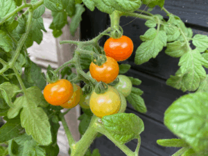 Hebben tomaten veel water nodig