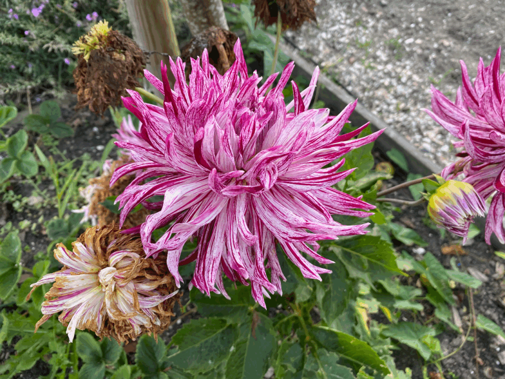 Heeft een Dahlia veel water nodig
