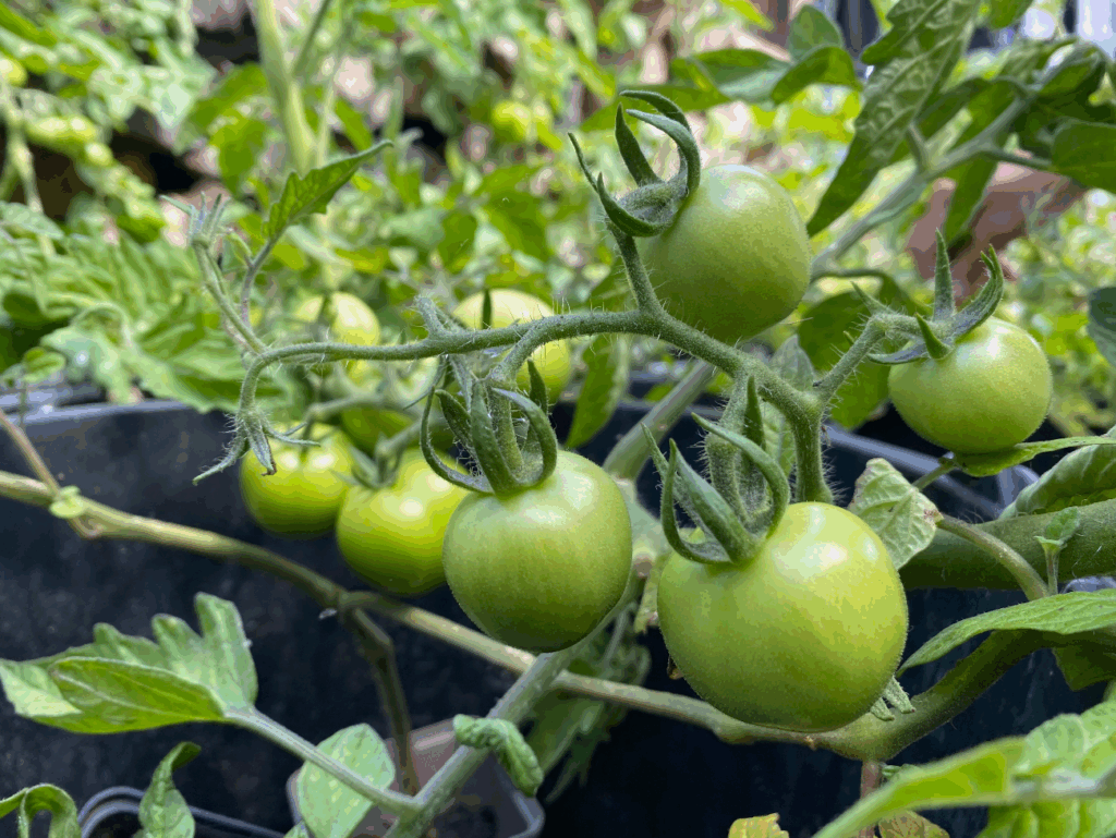 Help mijn tomaten blijven groen
