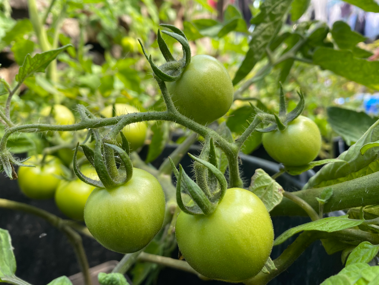Help mijn tomaten blijven groen