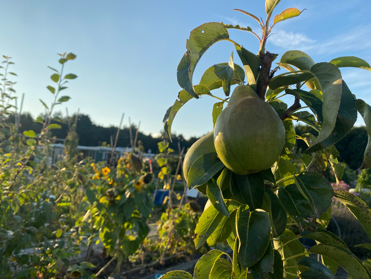 Hoe groot kan een perenboom worden