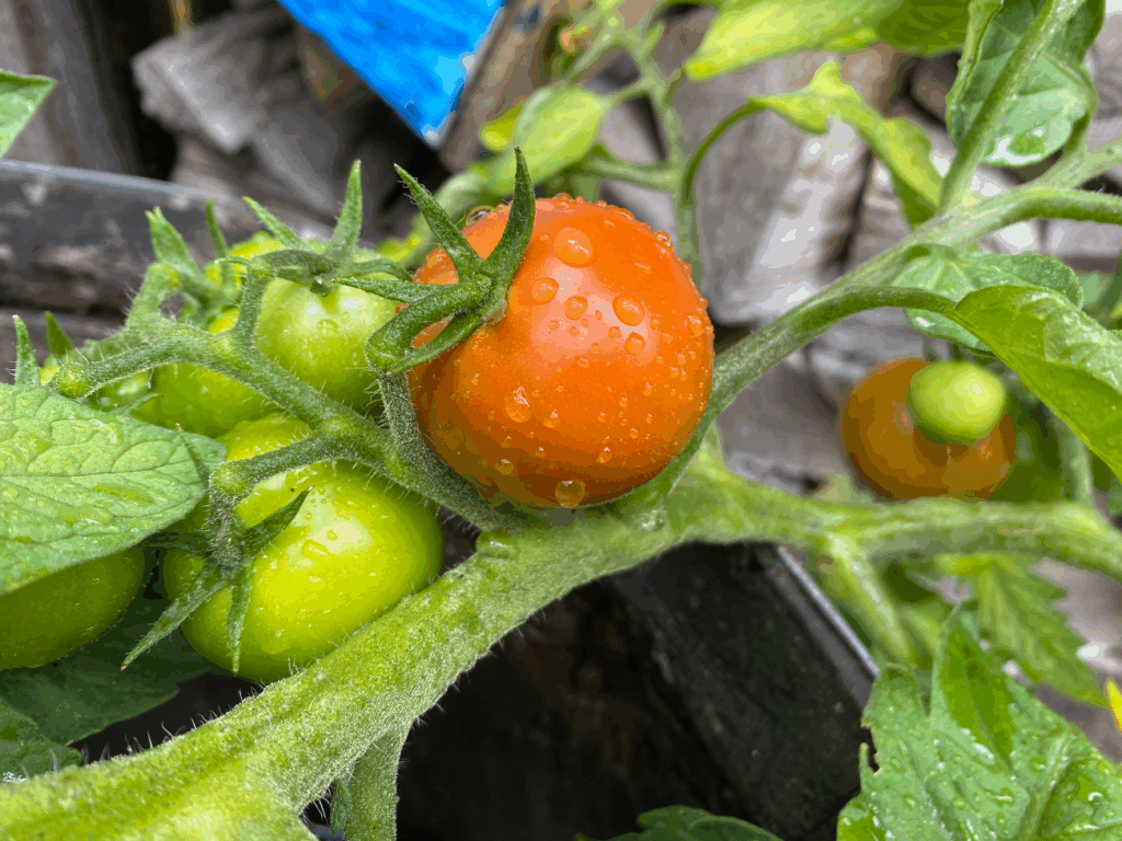 Hoe krijg ik mijn tomaten rood