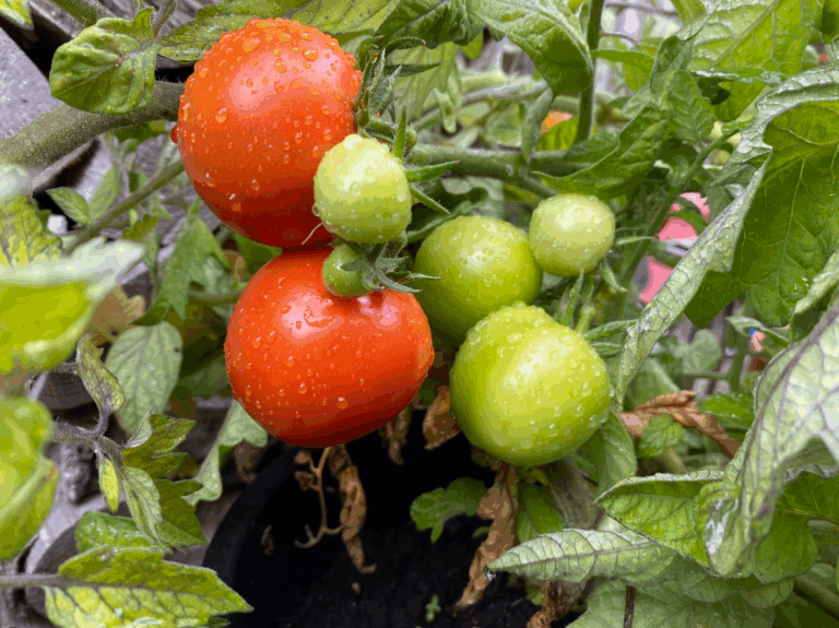 Hoe krijg ik mijn tomaten rood