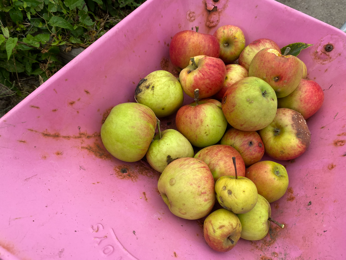 Hoe kun je gevallen appels gebruiken