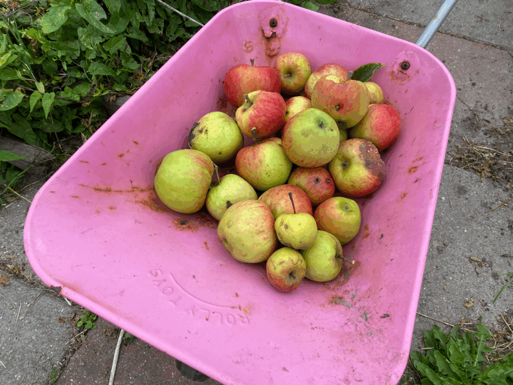 Hoe kun je gevallen appels gebruiken