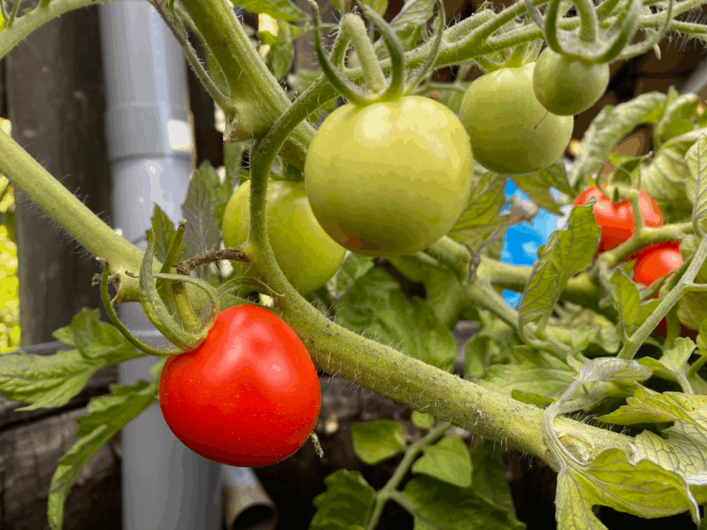 Hoe kun je het beste tomaten kweken