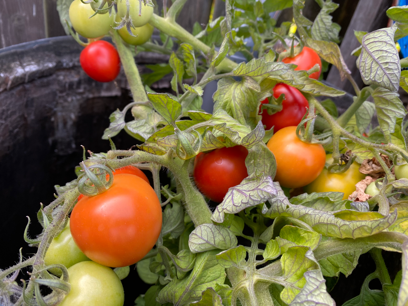 Hoe kun je het beste tomaten kweken