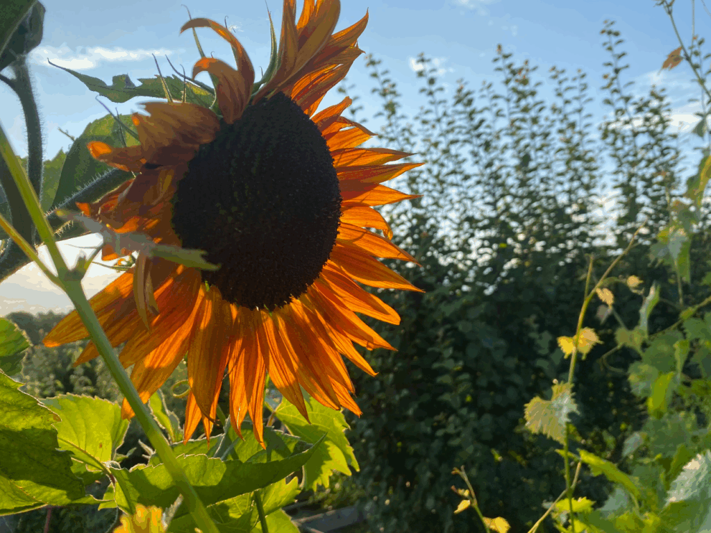 Hoe kweek ik de grootste zonnebloemen