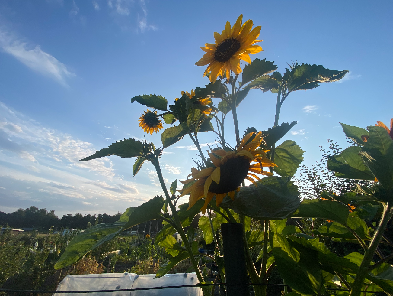 Hoe kweek ik de grootste zonnebloemen