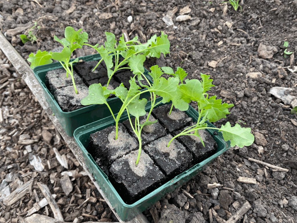 Hoe kweek je boerenkool in een tuin