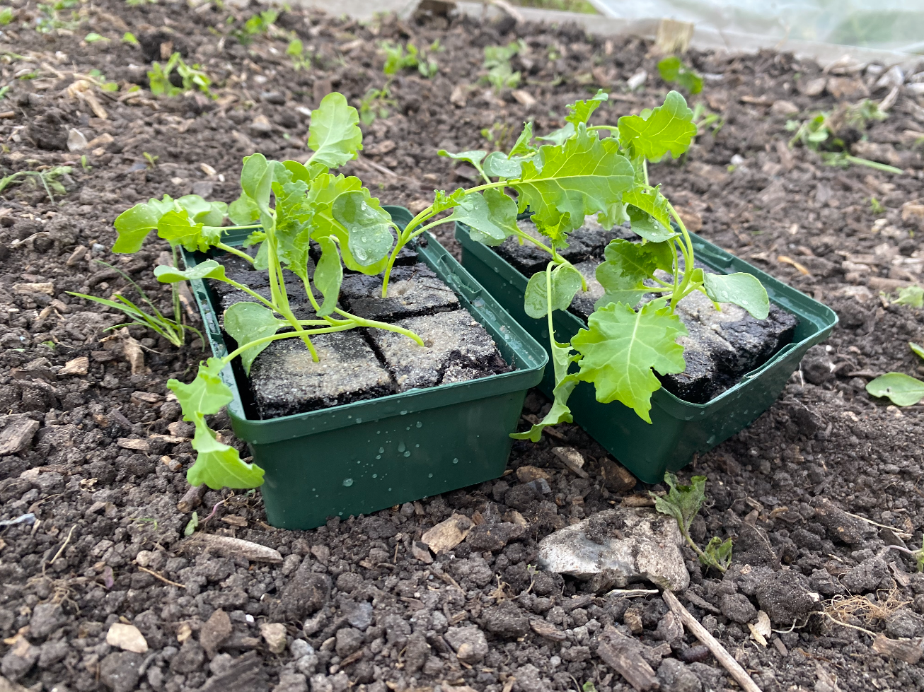 Hoe kweek je boerenkool in een tuin