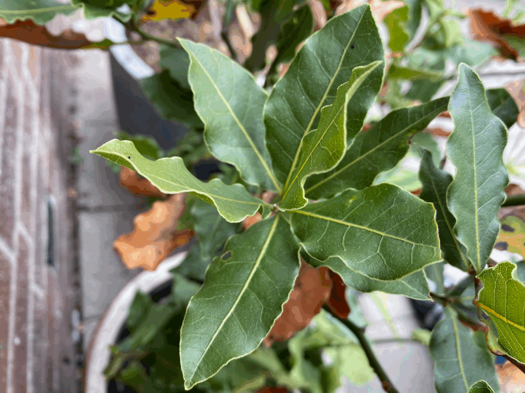 Hoe kweek je laurier
