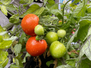 Hoe lang duurt het voordat groene tomaten rood worden