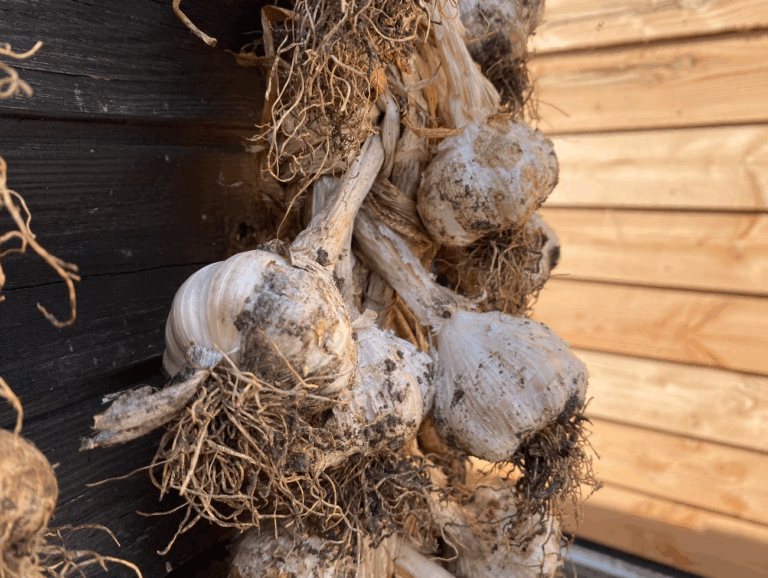 Hoe lang moet je knoflook drogen