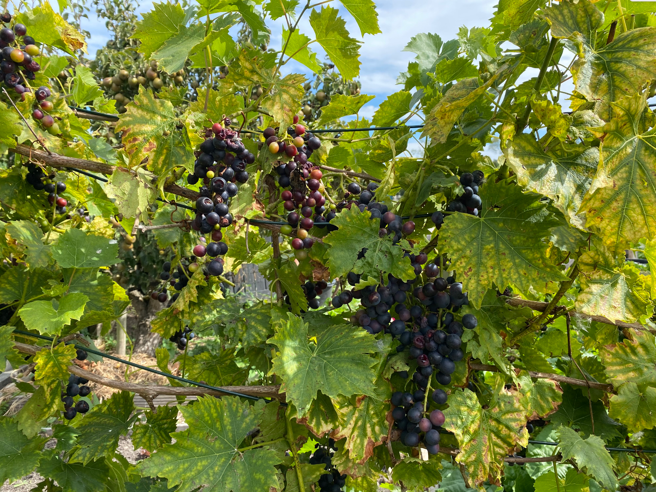 Hoe onderhoud je een druivenstruik