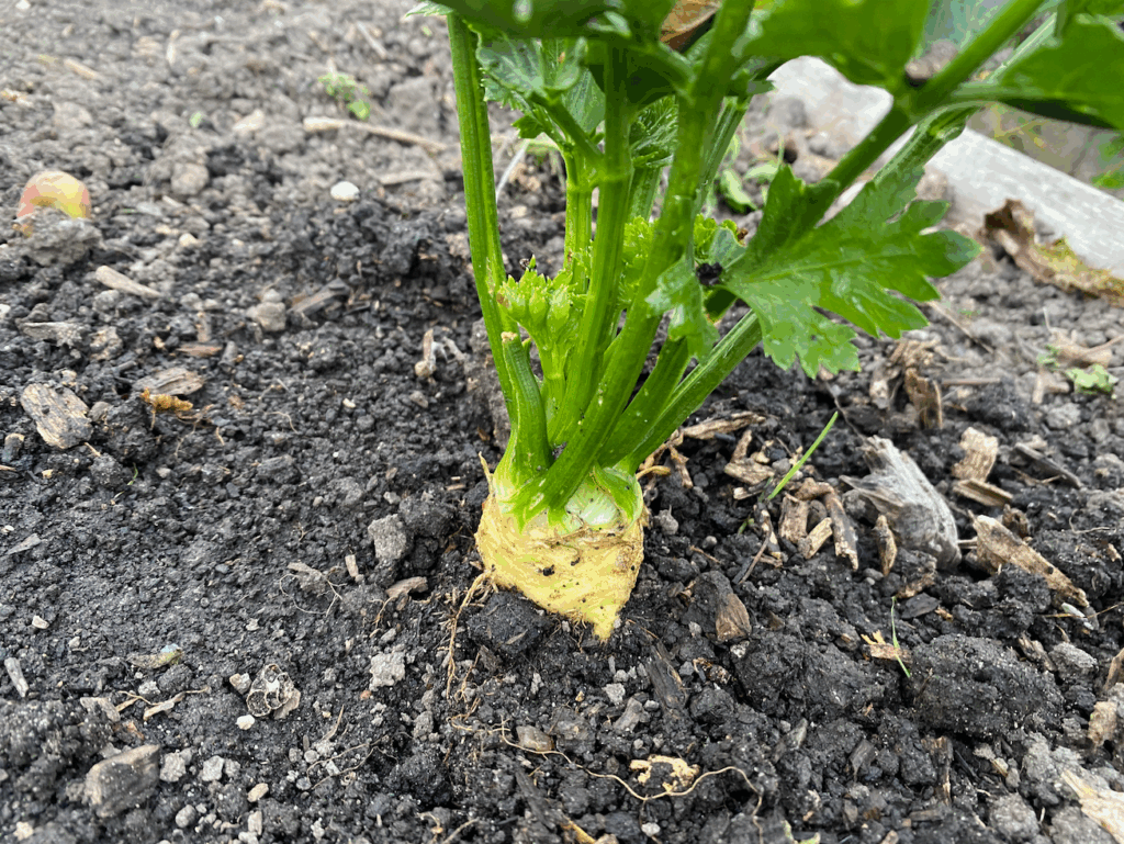 Hoe snel groeit knolselderij