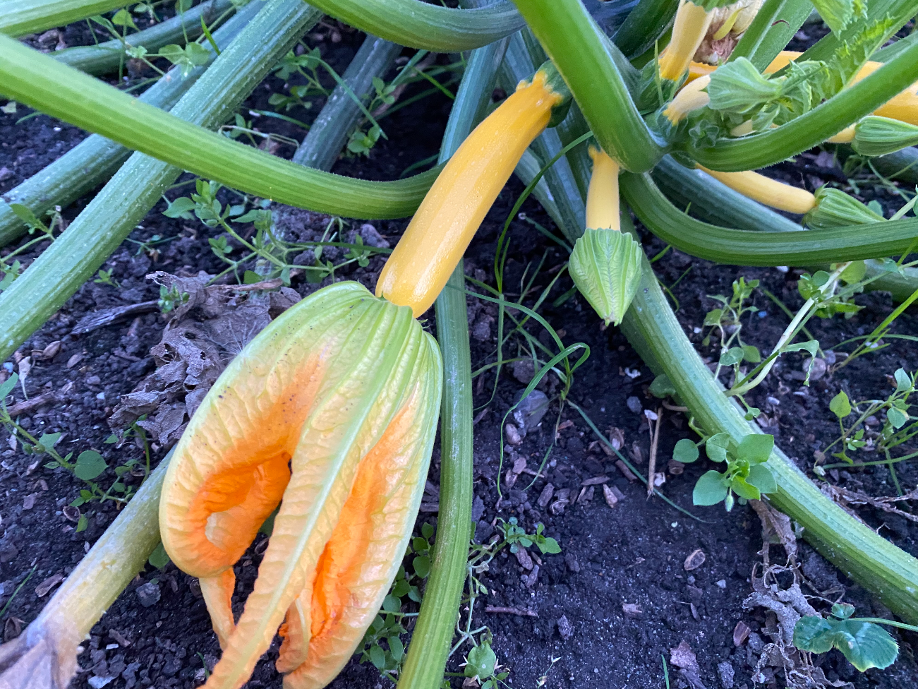 Hoeveel courgette komt er uit 1 plant