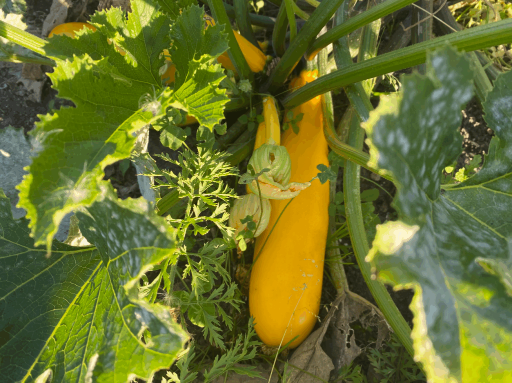 Hoeveel courgette komt er uit 1 plant
