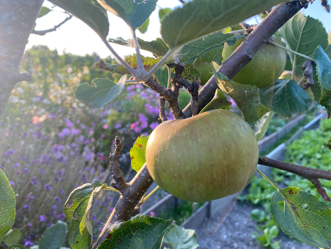 Hoogstam appelboom kopen