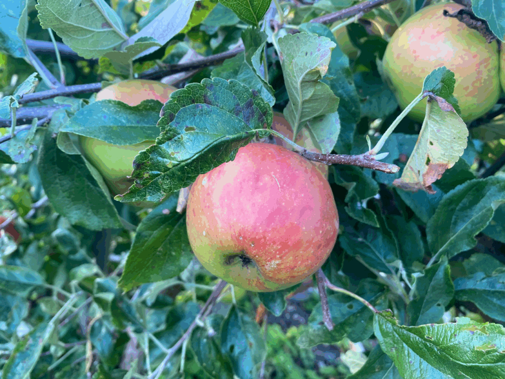 Hoogstam appelboom kopen