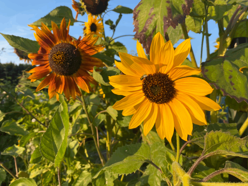 Is een zonnebloem eenjarig
