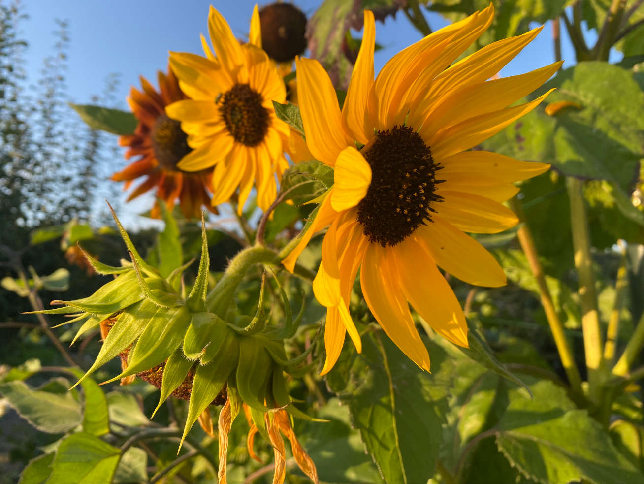 Is een zonnebloem eenjarig