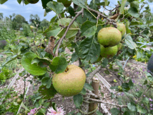 Kan er uit een appelpit een boom groeien