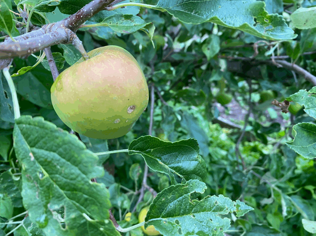 Kan er uit een appelpit een boom groeien
