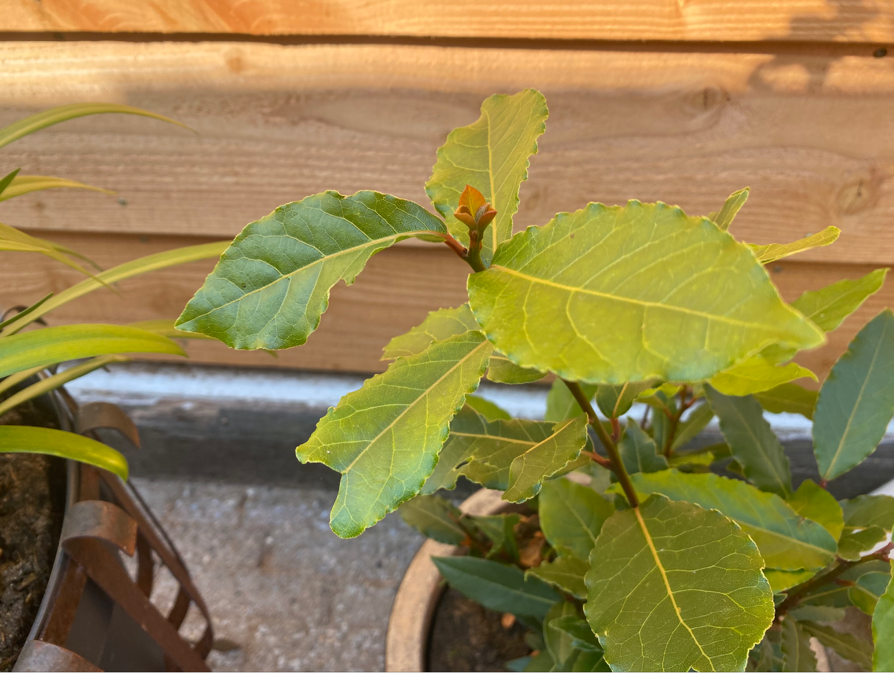 Kan ik laurier in mijn moestuin kweken