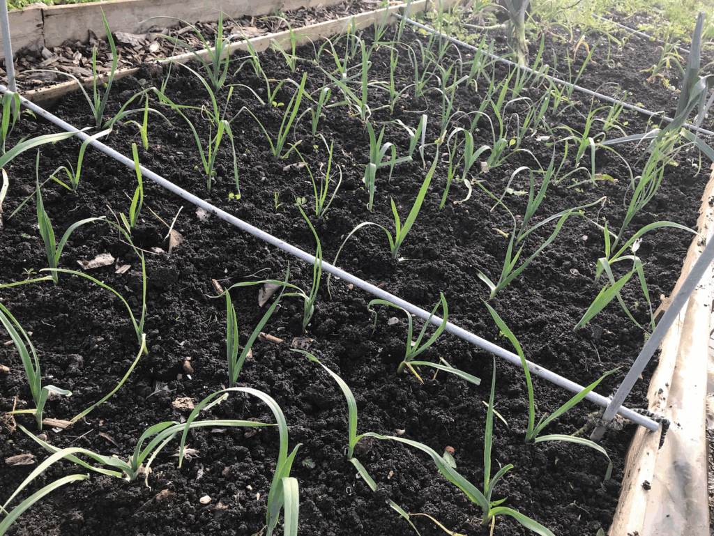 Kan ik nog prei planten in augustus