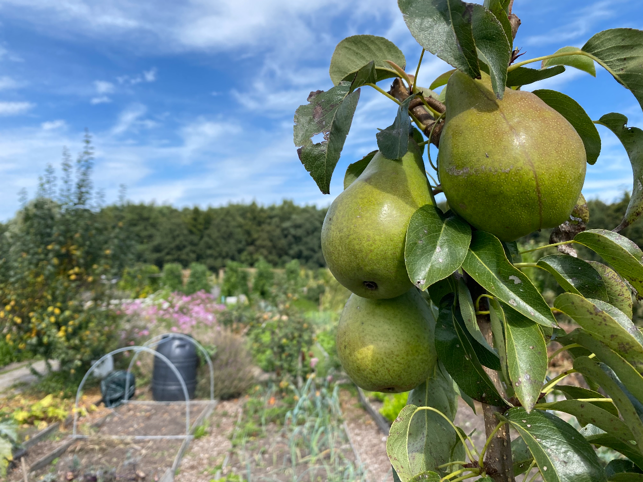 Kan je een perenboom planten in september
