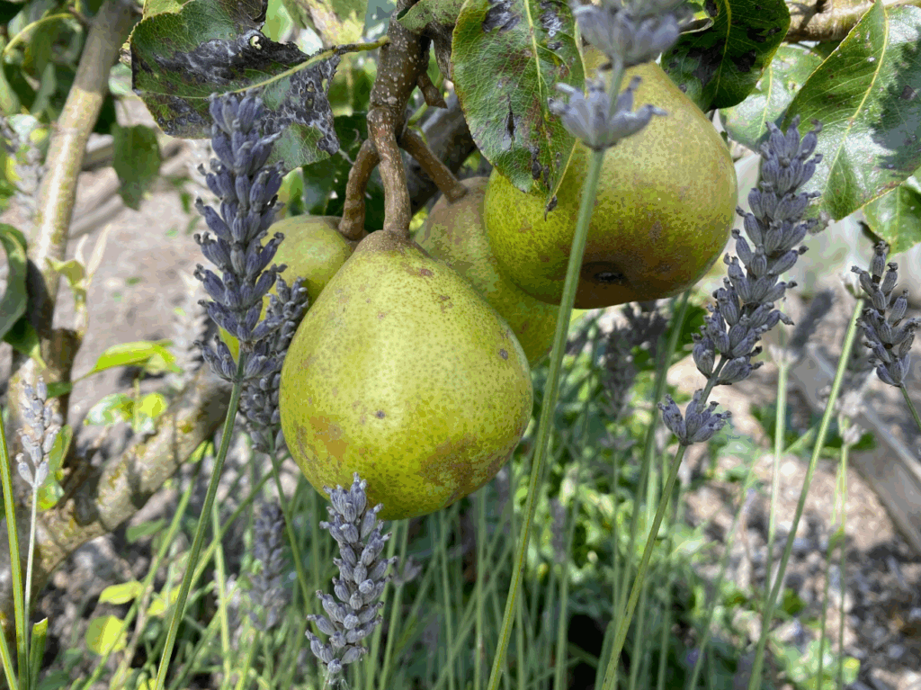 Kan je een perenboom planten in september