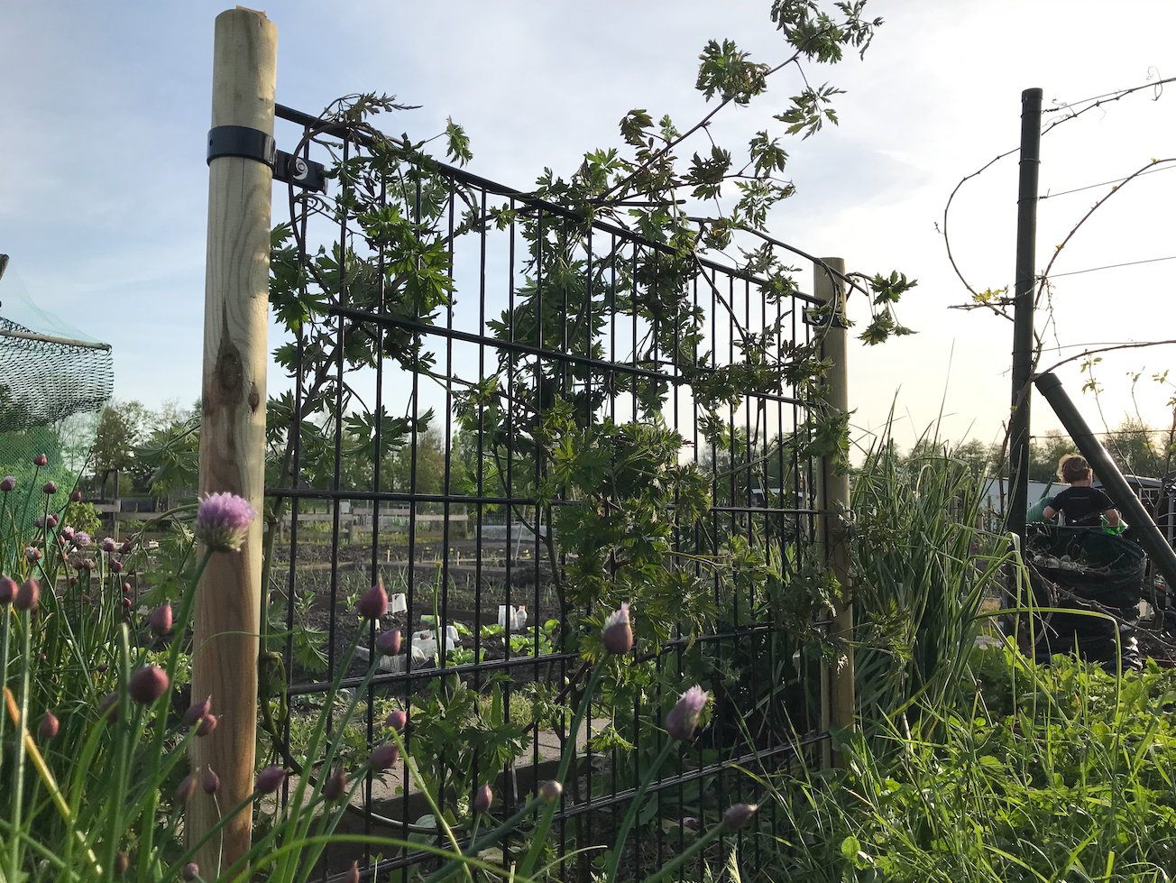 Klimrek voor fruitstruiken