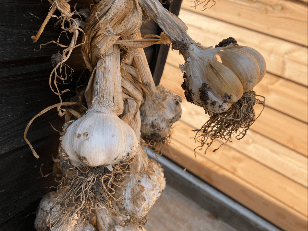 Knoflook drogen hoe lang