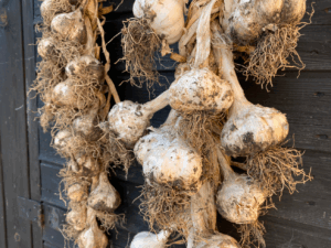 Knoflook drogen hoe lang